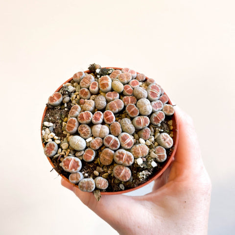 Lithops - Living Stones - Sprouts of Bristol