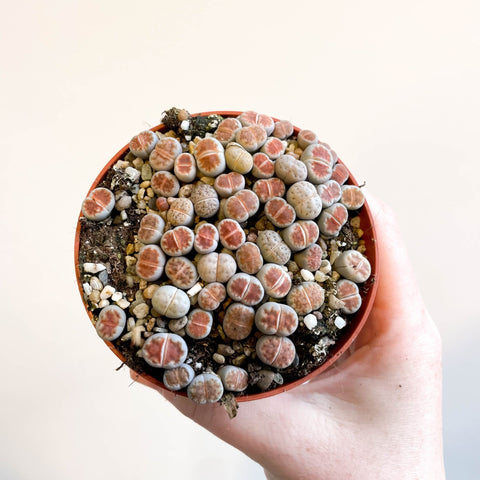 Lithops - Living Stones - Sprouts of Bristol