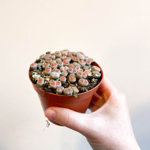 Lithops - Living Stones - Sprouts of Bristol