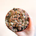 Lithops - Living Stones - Sprouts of Bristol