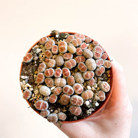 Lithops - Living Stones - Sprouts of Bristol