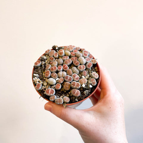 Lithops - Living Stones - Sprouts of Bristol