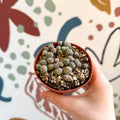 Lithops Lucky Dip Mix - Sprouts of Bristol