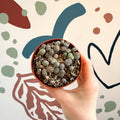 Lithops Lucky Dip Mix - Sprouts of Bristol