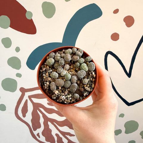 Lithops Lucky Dip Mix - Sprouts of Bristol