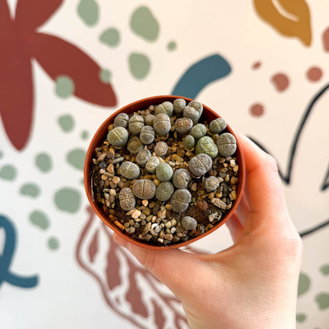 Lithops Lucky Dip Mix - Sprouts of Bristol