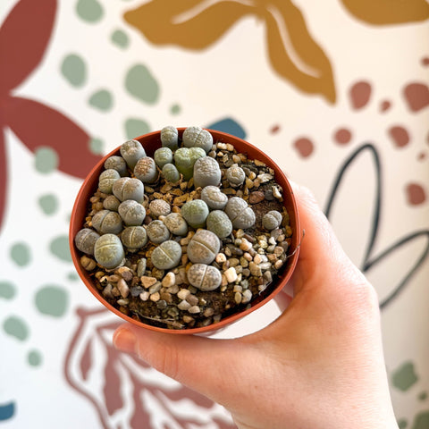 Lithops Lucky Dip Mix - Sprouts of Bristol