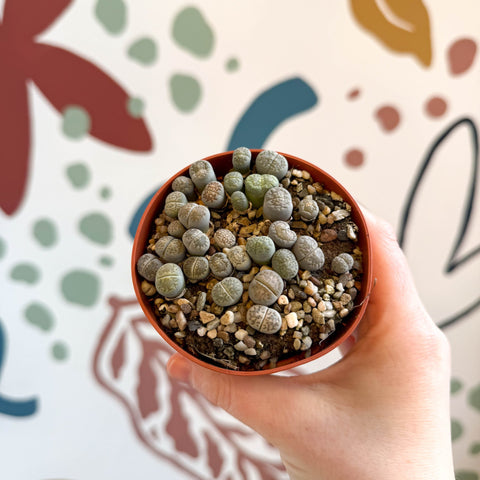 Lithops Lucky Dip Mix - Sprouts of Bristol