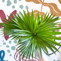 Livistona rotundifolia - Footstool Palm - Sprouts of Bristol