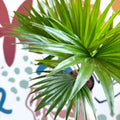 Livistona rotundifolia - Footstool Palm - Sprouts of Bristol