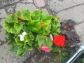 Lucky Dip Begonia 'Nonstop Mixed' - British Grown Non Hardy Perennial - Sprouts of Bristol