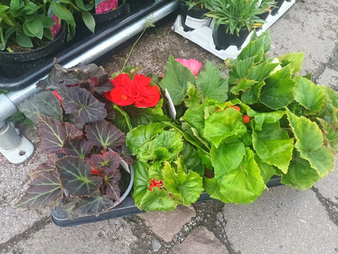 Lucky Dip Begonia 'Nonstop Mixed' - British Grown Non Hardy Perennial - Sprouts of Bristol
