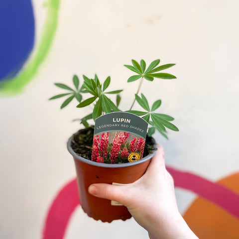 Lupin - Lupinus polyphyllus 'Legendary Red Shades' - British Grown Herbaceous Perennial - Sprouts of Bristol