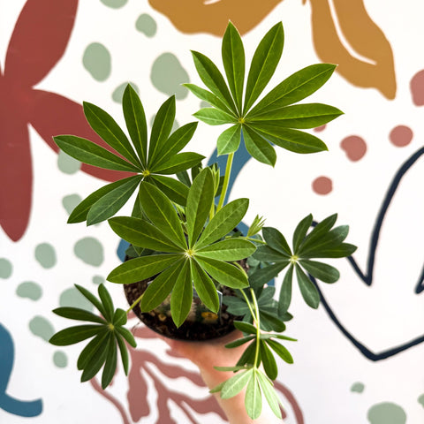 Lupin - Lupinus polyphyllus 'Legendary White Shades' - British Grown Herbaceous Perennial - Sprouts of Bristol
