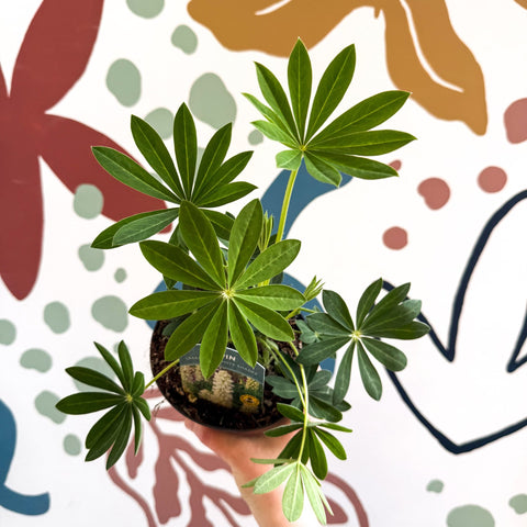 Lupin - Lupinus polyphyllus 'Legendary White Shades' - British Grown Herbaceous Perennial - Sprouts of Bristol