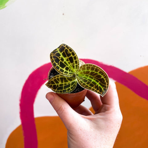 Macodes petola 'Gold' - Jewel Orchid - Sprouts of Bristol