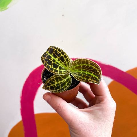 Macodes petola 'Gold' - Jewel Orchid - Sprouts of Bristol