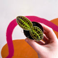 Macodes petola 'Gold' - Jewel Orchid - Sprouts of Bristol