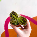 Macodes petola 'Gold' - Jewel Orchid - Sprouts of Bristol