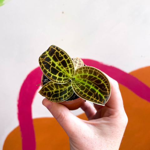 Macodes petola 'Gold' - Jewel Orchid - Sprouts of Bristol