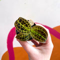 Macodes petola 'Gold' - Jewel Orchid - Sprouts of Bristol