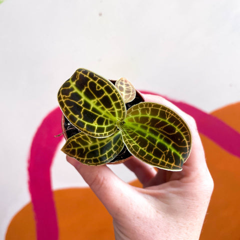 Macodes petola 'Gold' - Jewel Orchid - Sprouts of Bristol