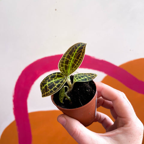 Macodes petola 'Gold' - Jewel Orchid - Sprouts of Bristol