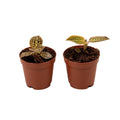 Macodes sanderiana - Jewel Orchid - Sprouts of Bristol