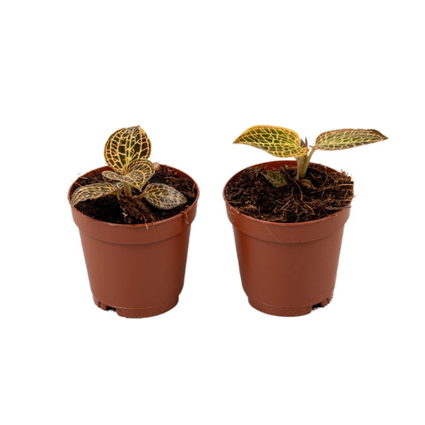 Macodes sanderiana - Jewel Orchid - Sprouts of Bristol