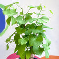 Maidenhair Tree Bonsai - Ginkgo biloba - Sprouts of Bristol