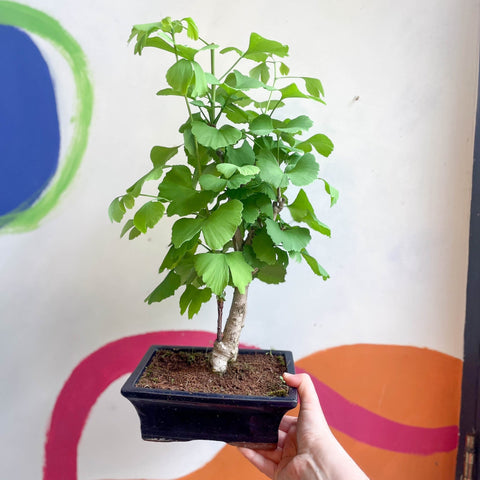 Maidenhair Tree Bonsai - Ginkgo biloba - Sprouts of Bristol