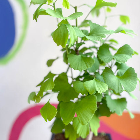 Maidenhair Tree Bonsai - Ginkgo biloba - Sprouts of Bristol