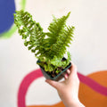 Male Fern - Dryopteris filix-mas 'Crispa Cristata' - Cotswold Grown Fern - Sprouts of Bristol