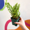 Male Fern - Dryopteris filix-mas 'Crispa Cristata' - Cotswold Grown Fern - Sprouts of Bristol