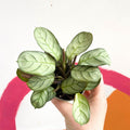 Maranta leuconeura 'Amabilis Amagris' - Fishbone Prayer Plant - Sprouts of Bristol