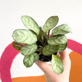 Maranta leuconeura 'Amabilis Amagris' - Fishbone Prayer Plant - Sprouts of Bristol