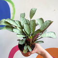 Maranta leuconeura 'Amabilis Amagris' - Fishbone Prayer Plant - Sprouts of Bristol