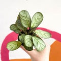 Maranta leuconeura 'Amabilis Amagris' - Fishbone Prayer Plant - Sprouts of Bristol