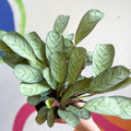 Maranta leuconeura 'Amabilis Amagris' - Fishbone Prayer Plant - Sprouts of Bristol