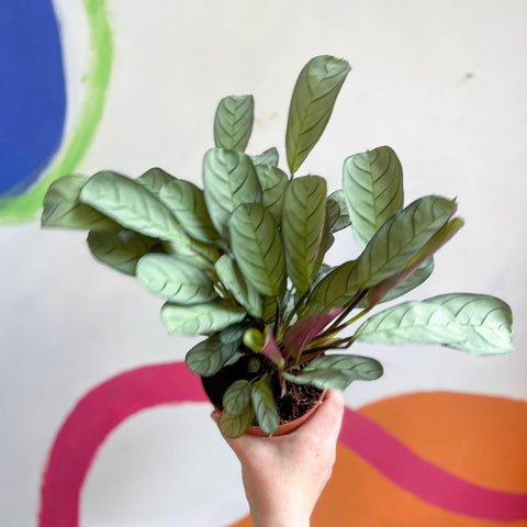 Maranta leuconeura 'Amabilis Amagris' - Fishbone Prayer Plant - Sprouts of Bristol