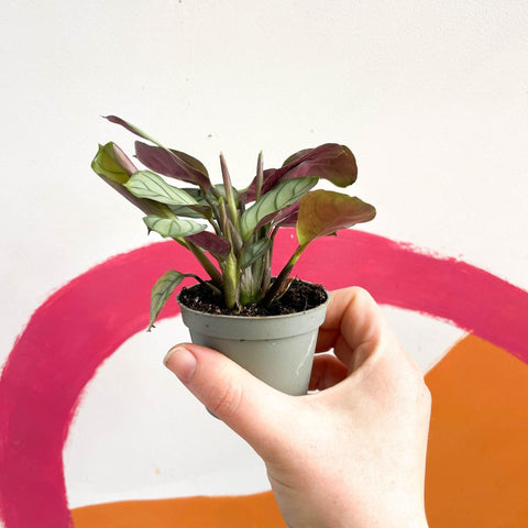 Maranta leuconeura 'Amabilis Amagris' - Fishbone Prayer Plant - Sprouts of Bristol