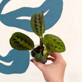 Maranta leuconeura 'Fascinator Tricolor' - Prayer Plant - Sprouts of Bristol