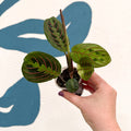 Maranta leuconeura 'Fascinator Tricolor' - Prayer Plant - Sprouts of Bristol