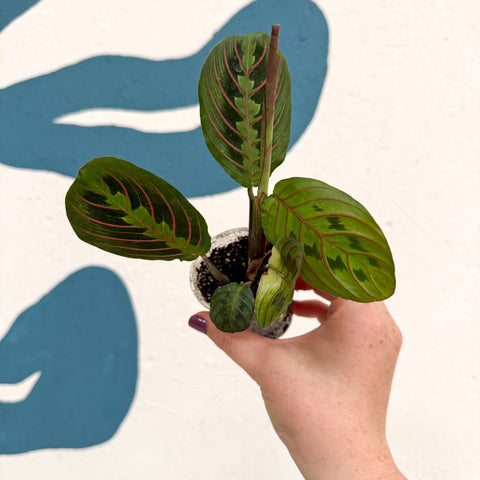 Maranta leuconeura 'Fascinator Tricolor' - Prayer Plant - Sprouts of Bristol