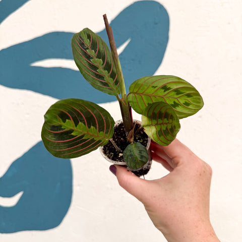 Maranta leuconeura 'Fascinator Tricolor' - Prayer Plant - Sprouts of Bristol