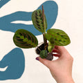 Maranta leuconeura 'Fascinator Tricolor' - Prayer Plant - Sprouts of Bristol