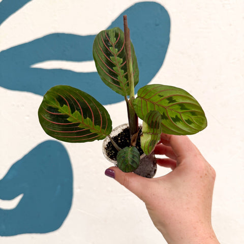 Maranta leuconeura 'Fascinator Tricolor' - Prayer Plant - Sprouts of Bristol