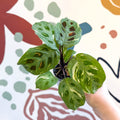 Maranta leuconeura ‘Fiesta’ - Sprouts of Bristol
