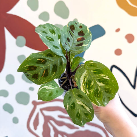 Maranta leuconeura ‘Fiesta’ - Sprouts of Bristol