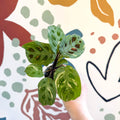 Maranta leuconeura ‘Fiesta’ - Sprouts of Bristol